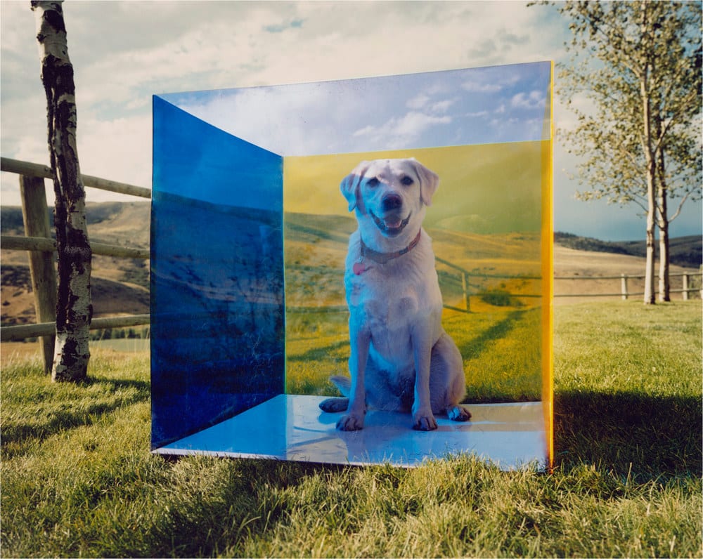 Tierney Gearon, Untitled (Montana Dog)