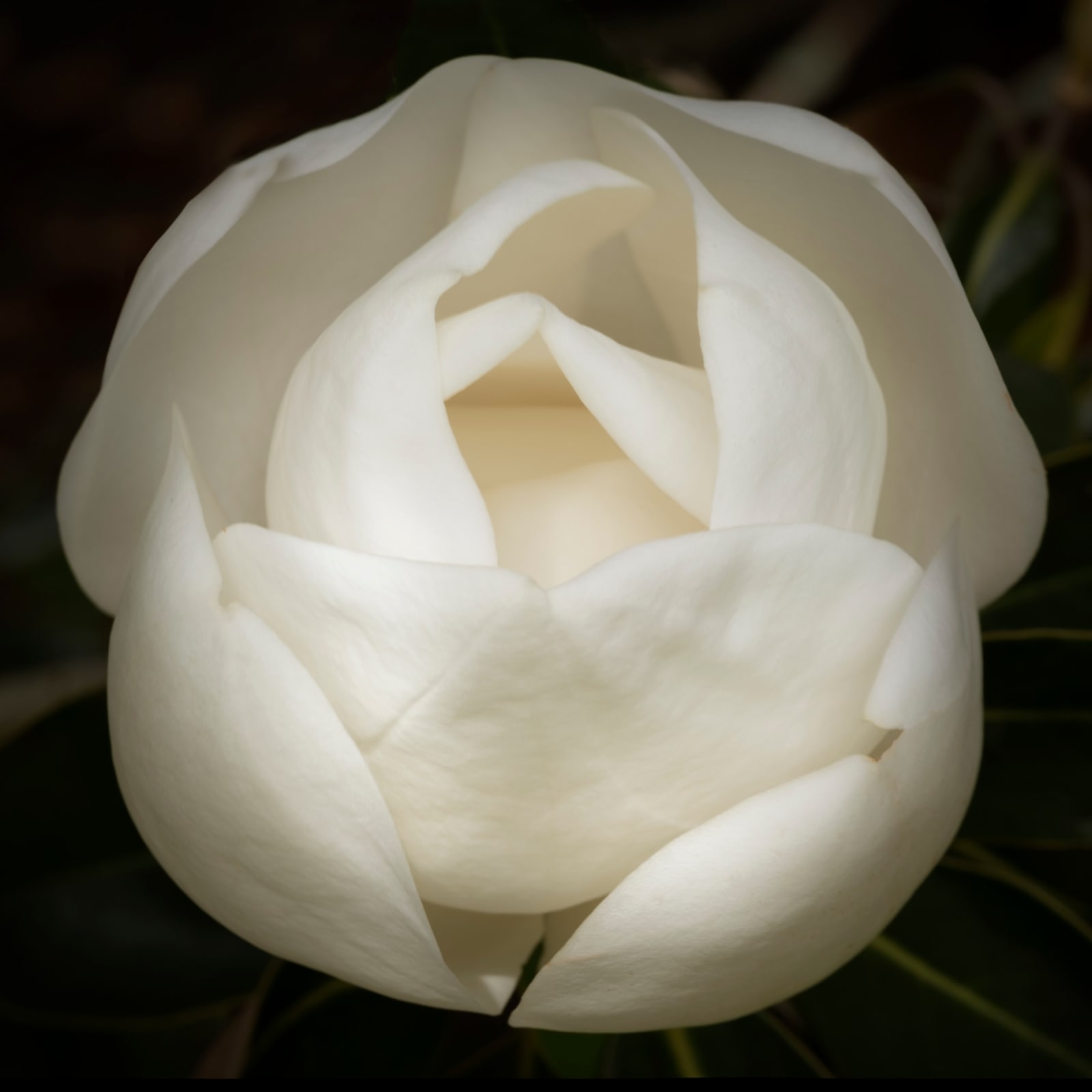 Jack Spencer, Magnolia 51, 2017