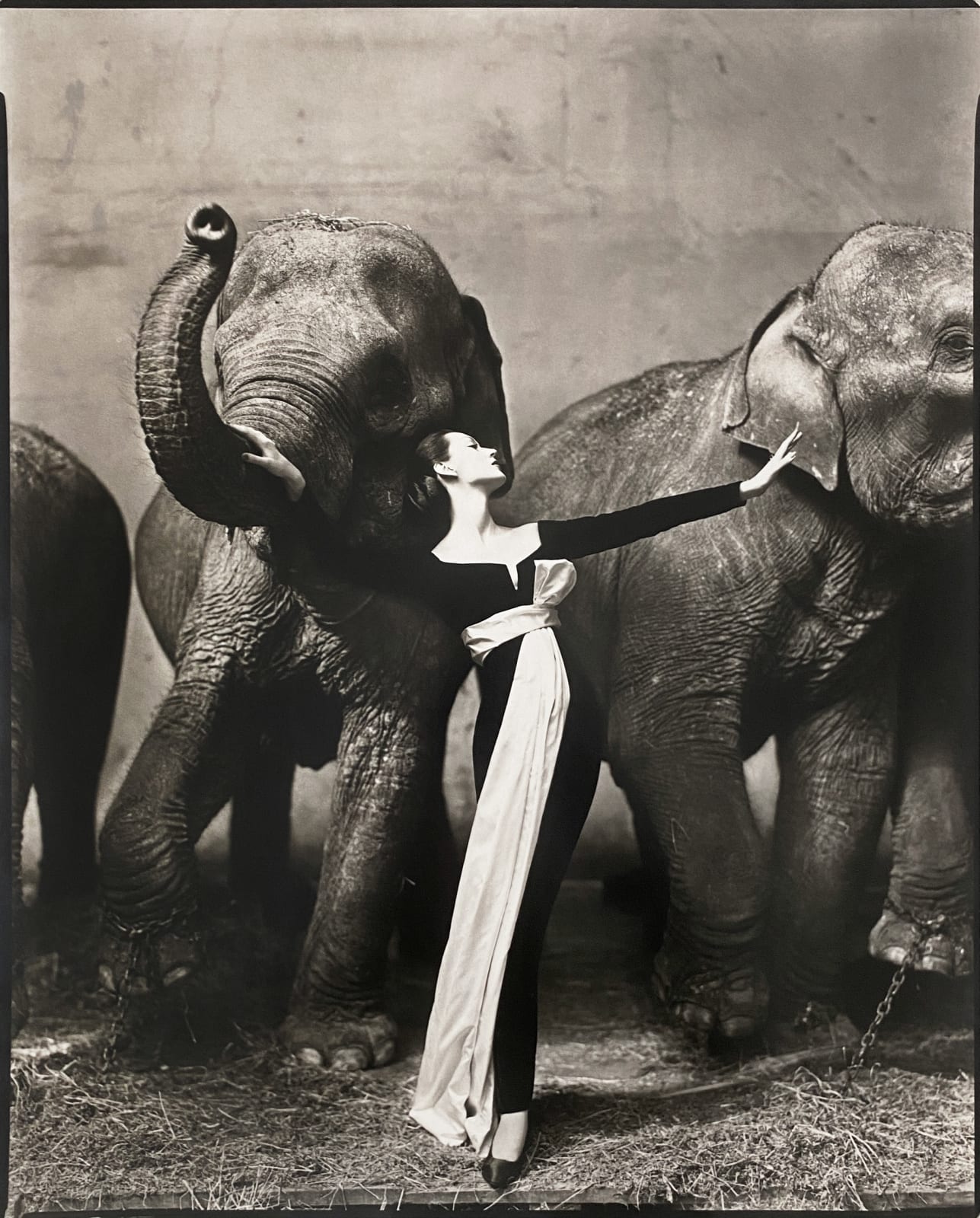 Richard Avedon, Dovima with elephants, Evening dress by Dior, Cirque d'Hiver, Paris, August , 1955