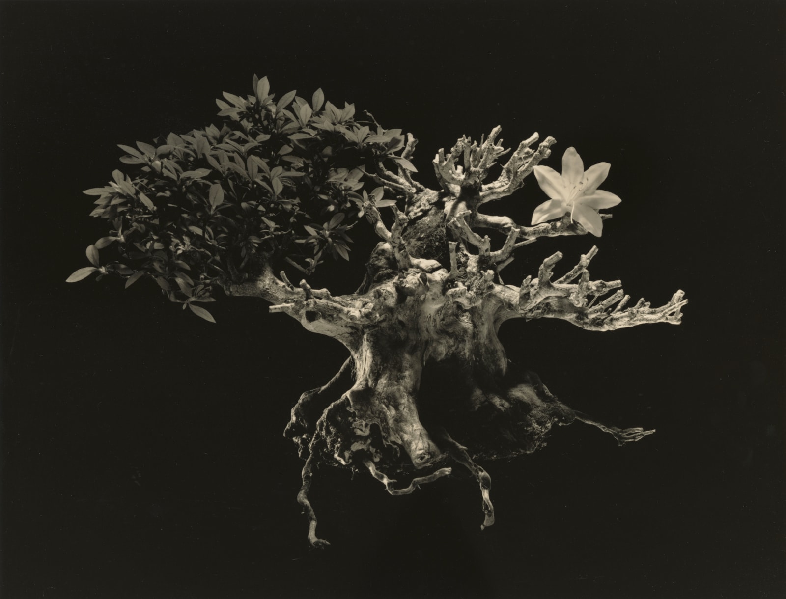 Yamamoto Masao, Bonsai #4034, 2019