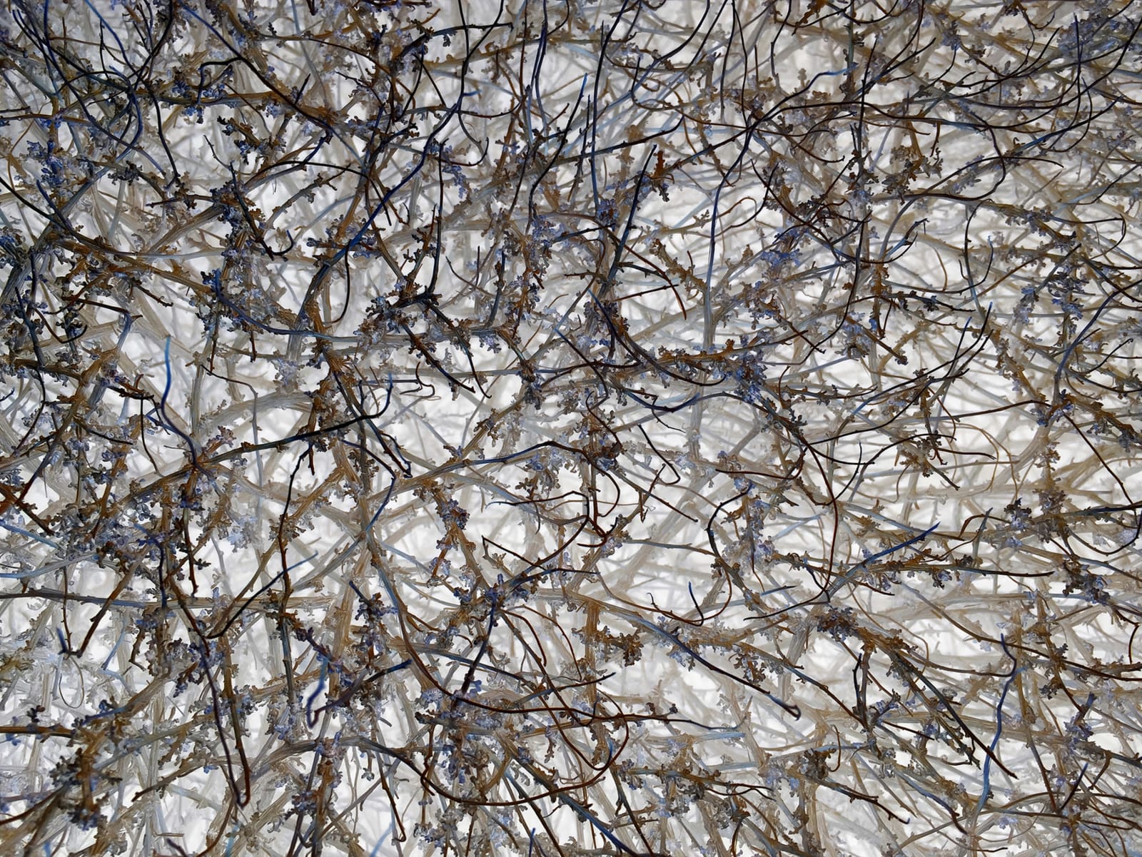 Richard Misrach, IPS #6831 (Scrub #56), 2014