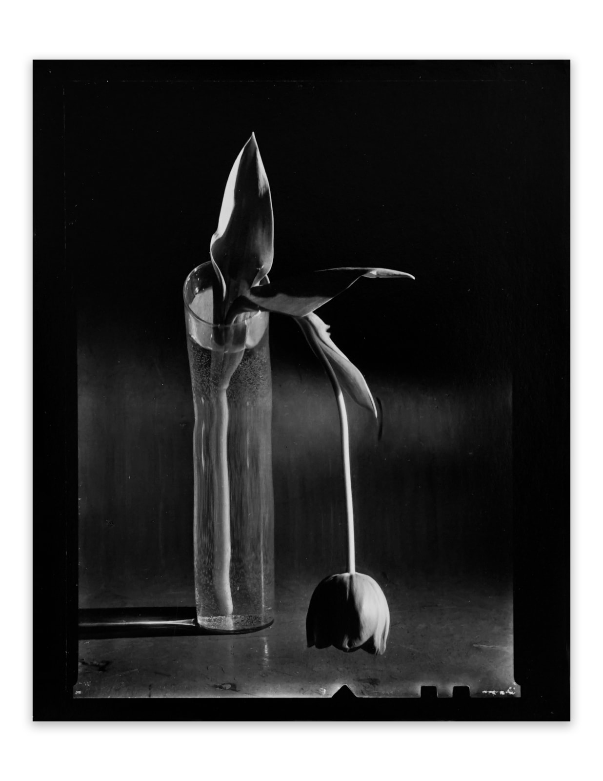 André Kertész, Melancholic Tulip, New York, 1939