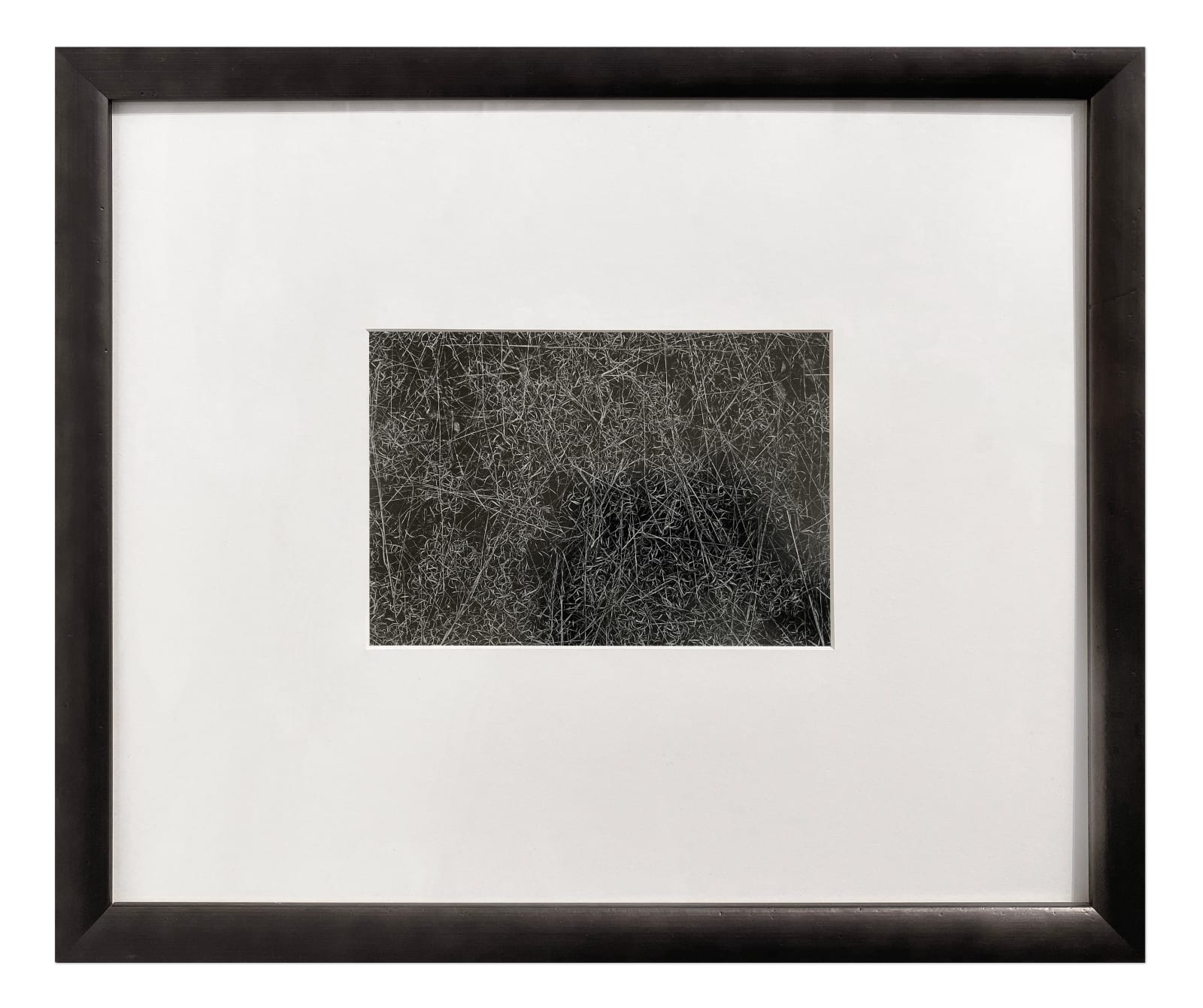 Harry Callahan, Rhode Island (Grasses), 1965