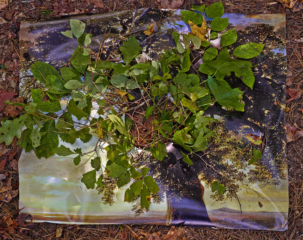 Abelardo Morell, Cut Out in Print of Tree on Ground, From Picturing the South, 2013