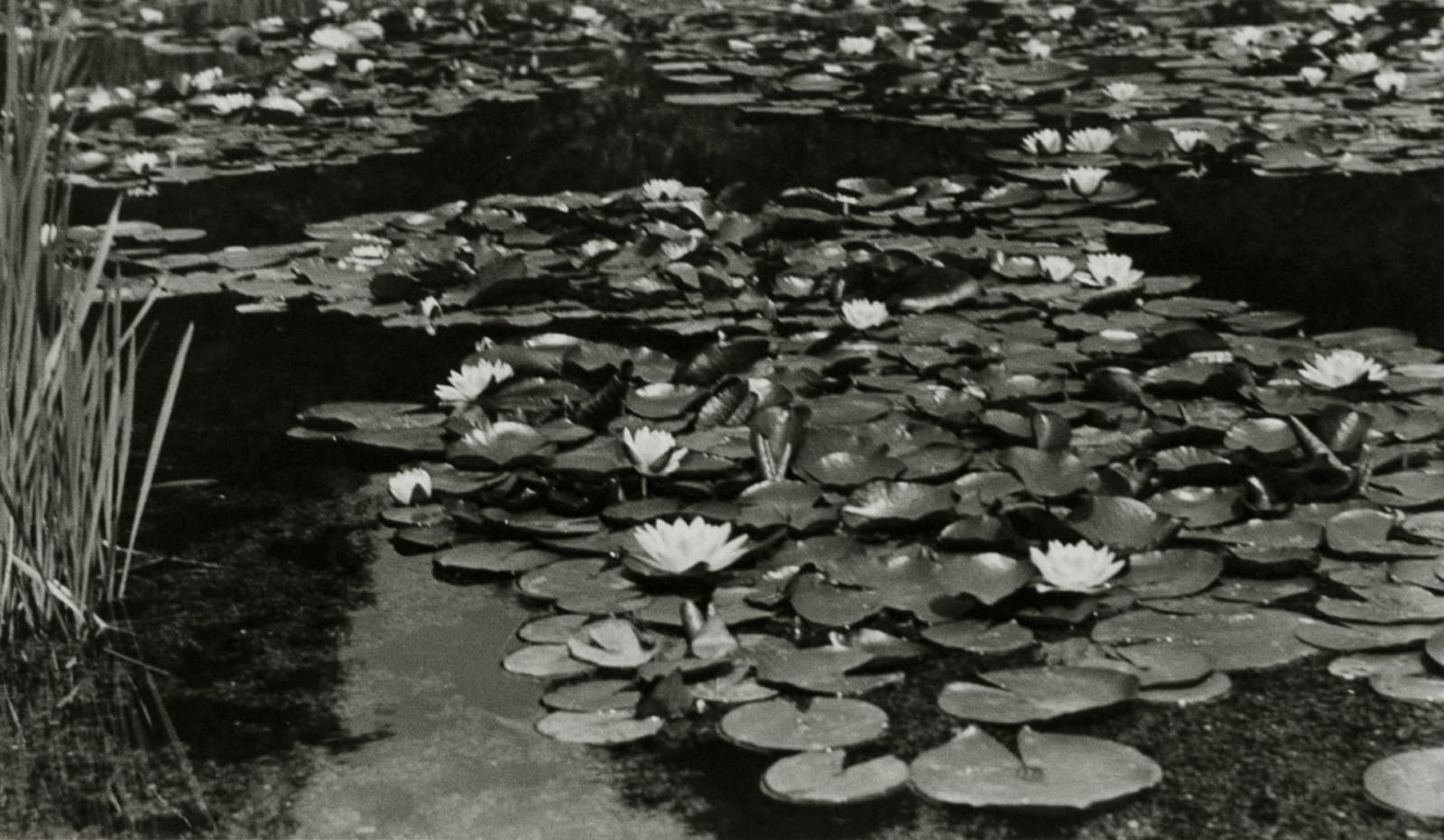 Lotte Jacobi, Unknown Title (water lilies)