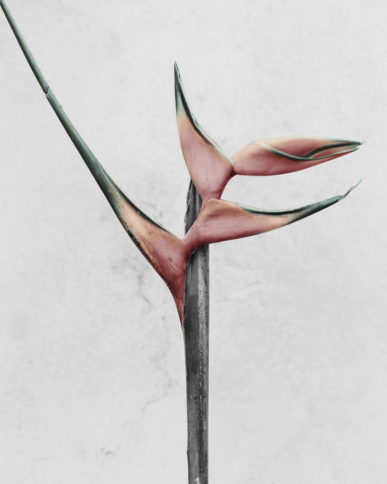 Vee Speers, Heliconia Hirsuta, 2016