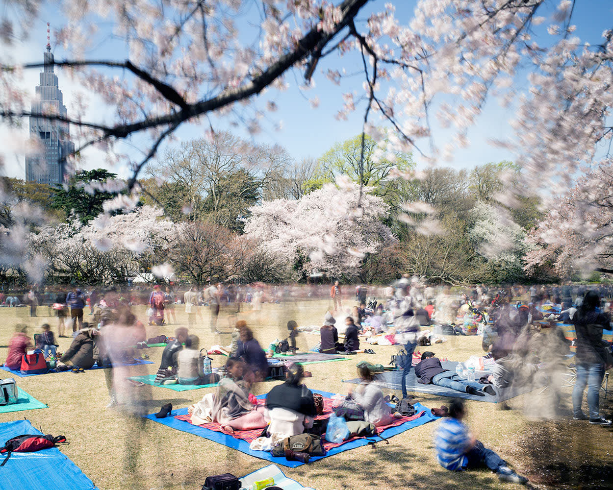 Matthew Pillsbury, Hanami #11, Shinjuku Gyoen, Saturday April 5th, 2014