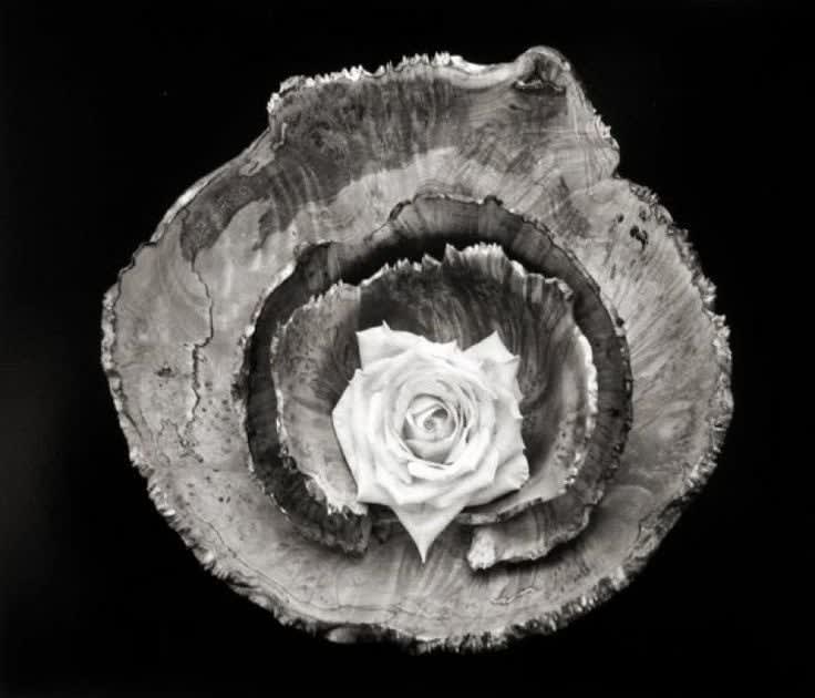 Paul Caponigro, Rose Bowl Still Life, 2003