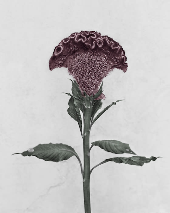 Vee Speers, Celosia Cristata , 2016
