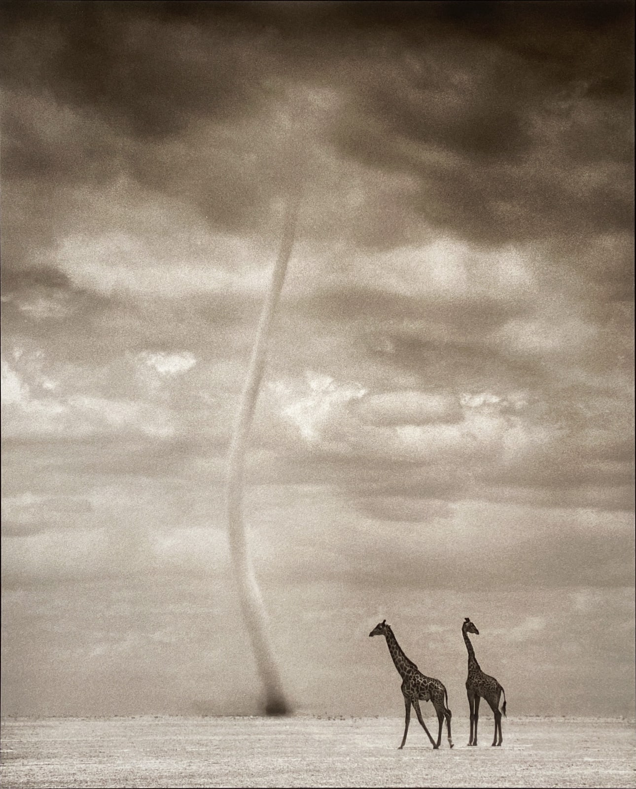 Nick Brandt, Giraffes with Dust Devil, Amboseli, 2007
