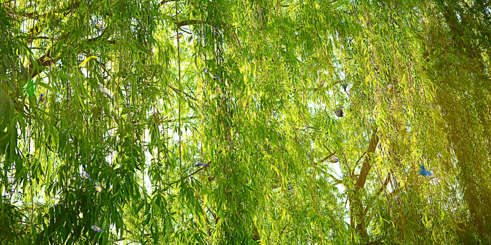 Todd Murphy, Untitled, Sovereign Tree (bluetits in willow branches), 2009
