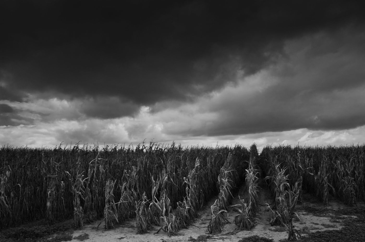 Debbie Fleming Caffery, Dead Cornfield, Mississippi, 2011
