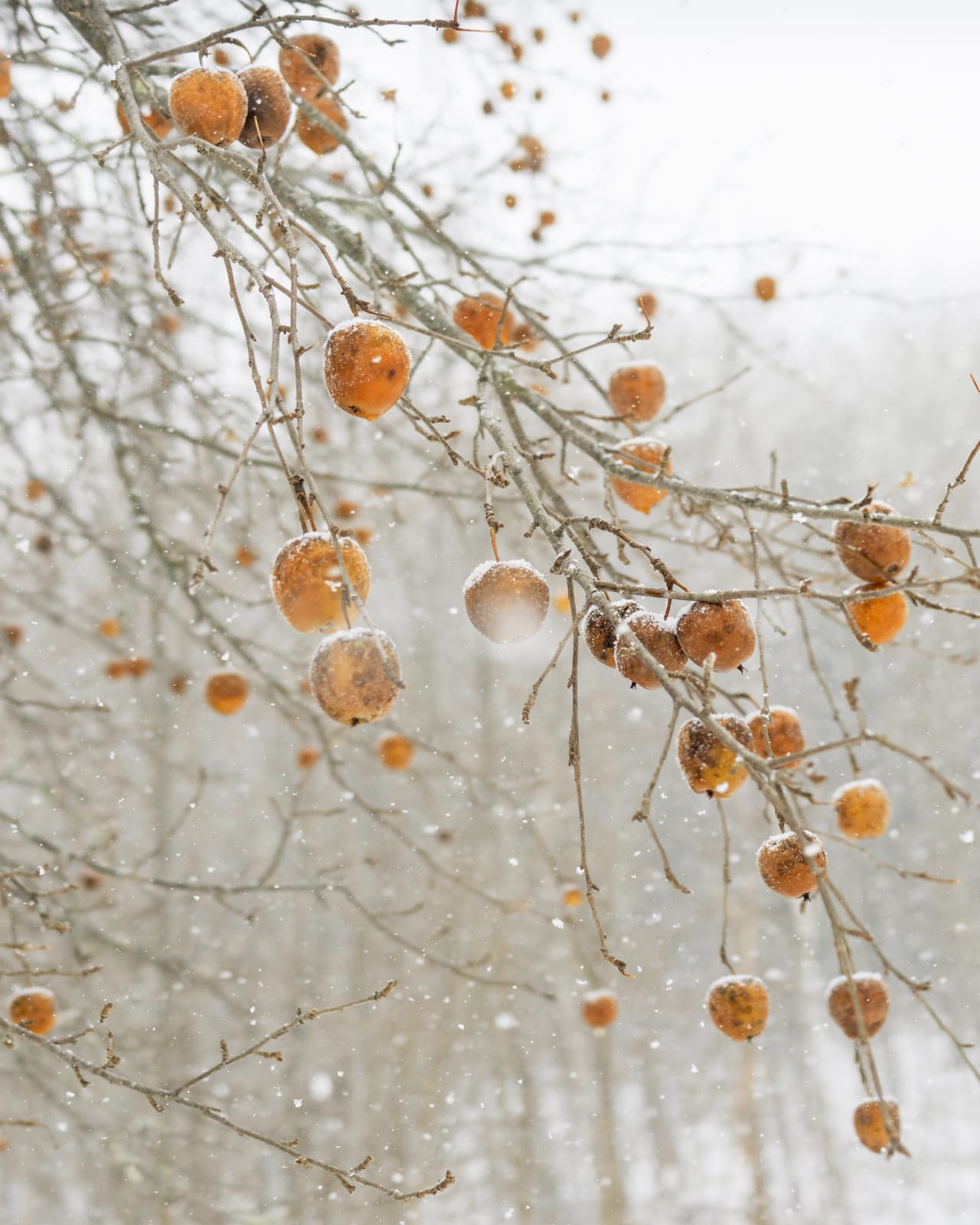 Cig Harvey, Frozen Apples, Rockport, Maine, 2018