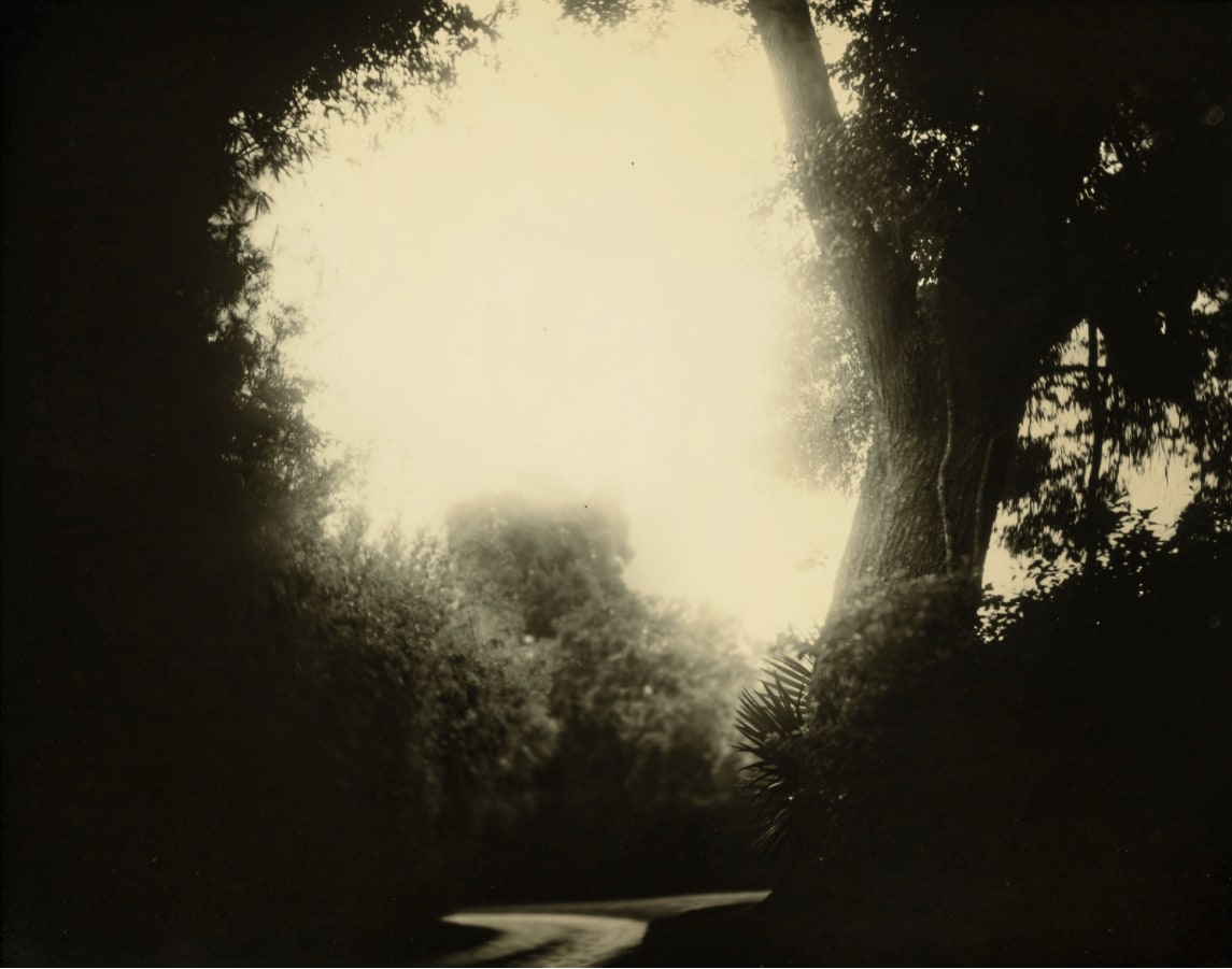 Sally Mann, Untitled, Deep South #20, 1998