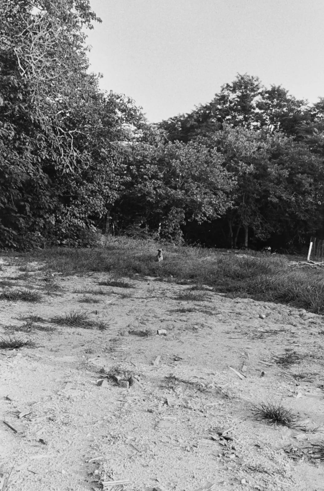 William Eggleston, Untitled (dog in field), 1965