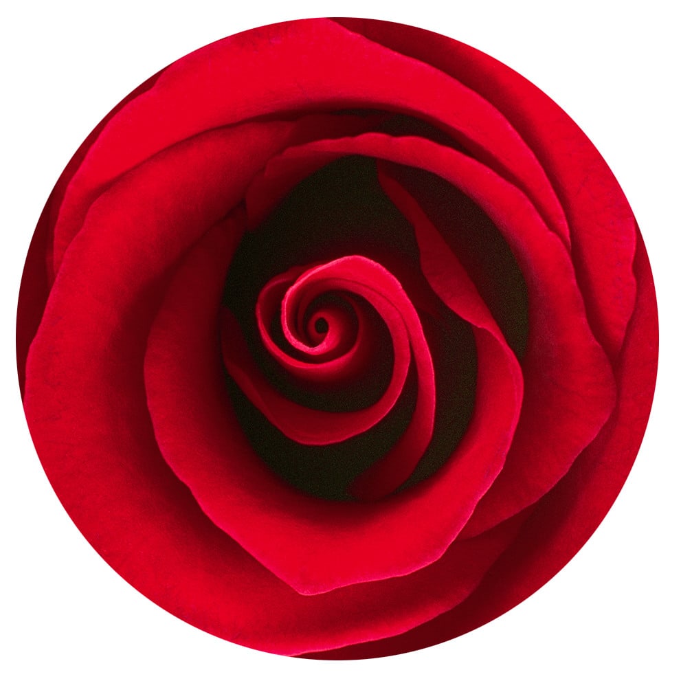 Sinje Dillenkofer, Red Rose Series