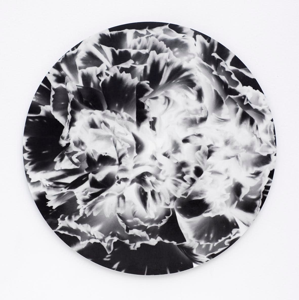 Sinje Dillenkofer, Carnation Series