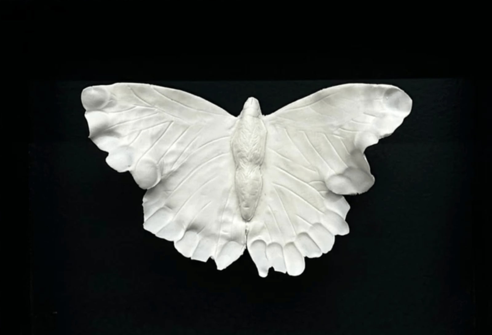 Naoko Tagai, Specimens