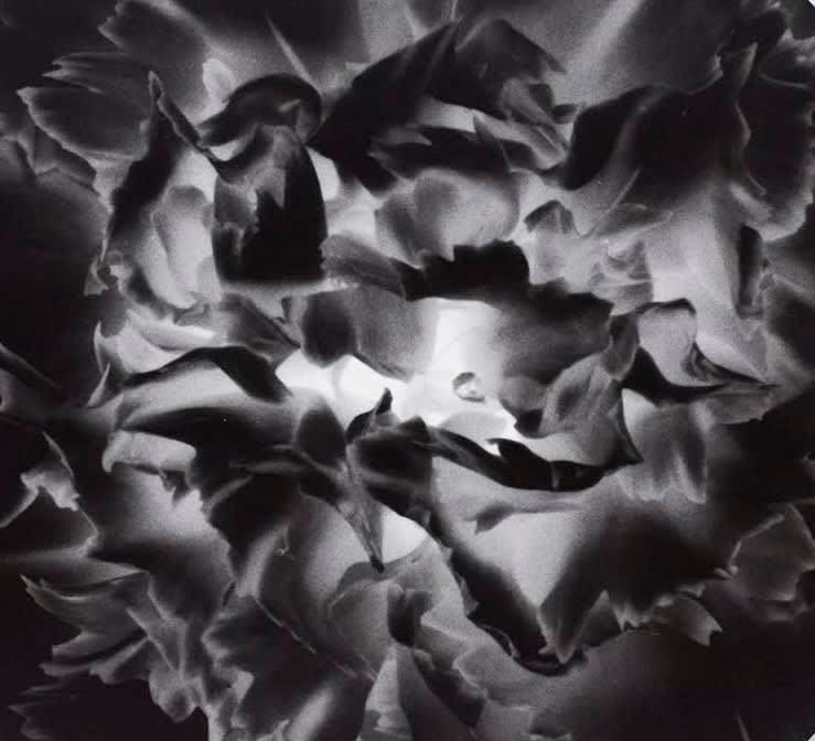 Sinje Dillenkofer, Carnation Series