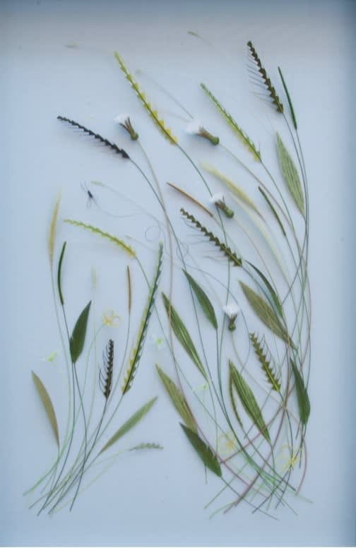 Bridget Bailey, Dancing Grasses