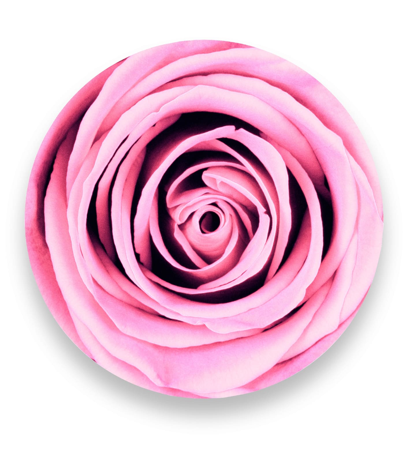 Sinje Dillenkofer, Red Rose Series