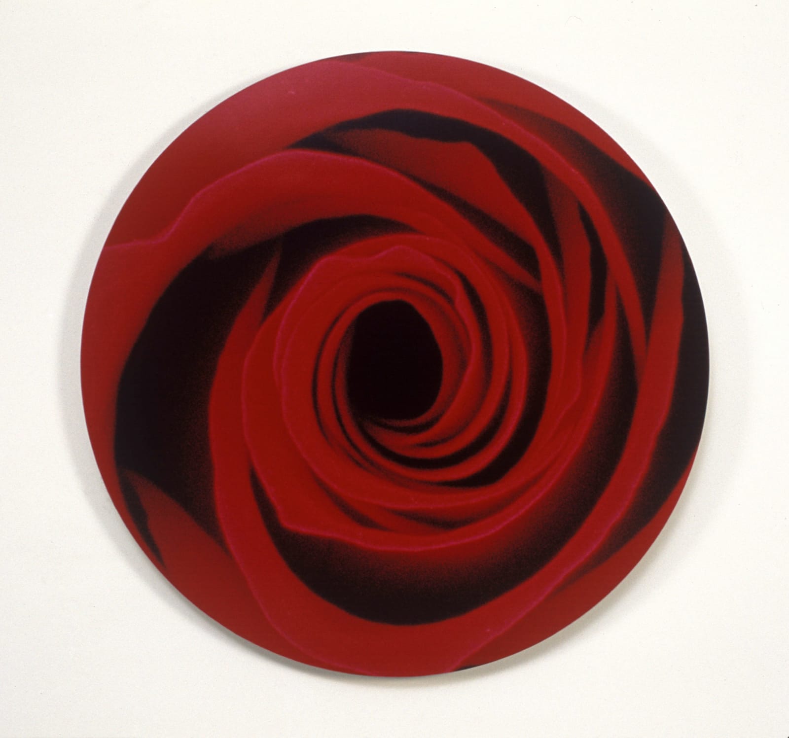 Sinje Dillenkofer, Red Rose Series