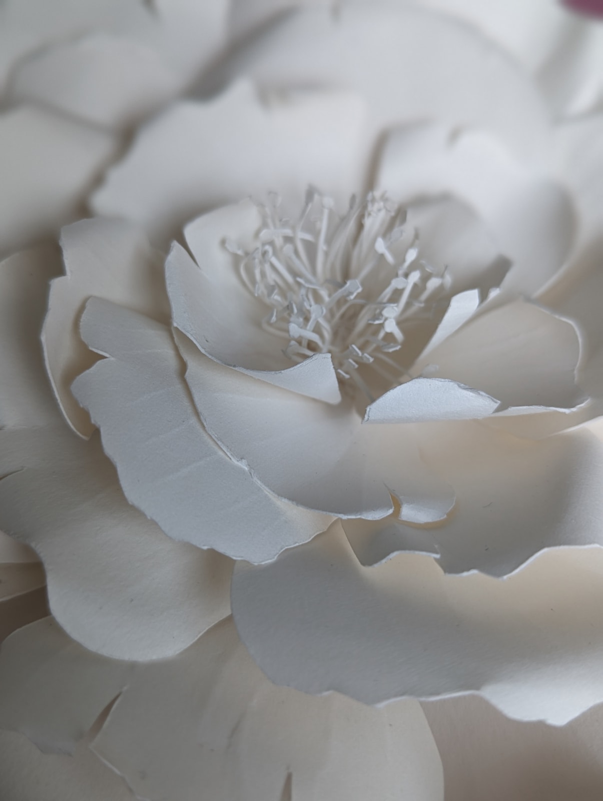 Rachel Shaw Ashton, We Love You So Much – Damask Rose Rose