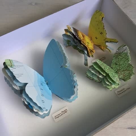 Tracey Bush, Butterflies of Argentina