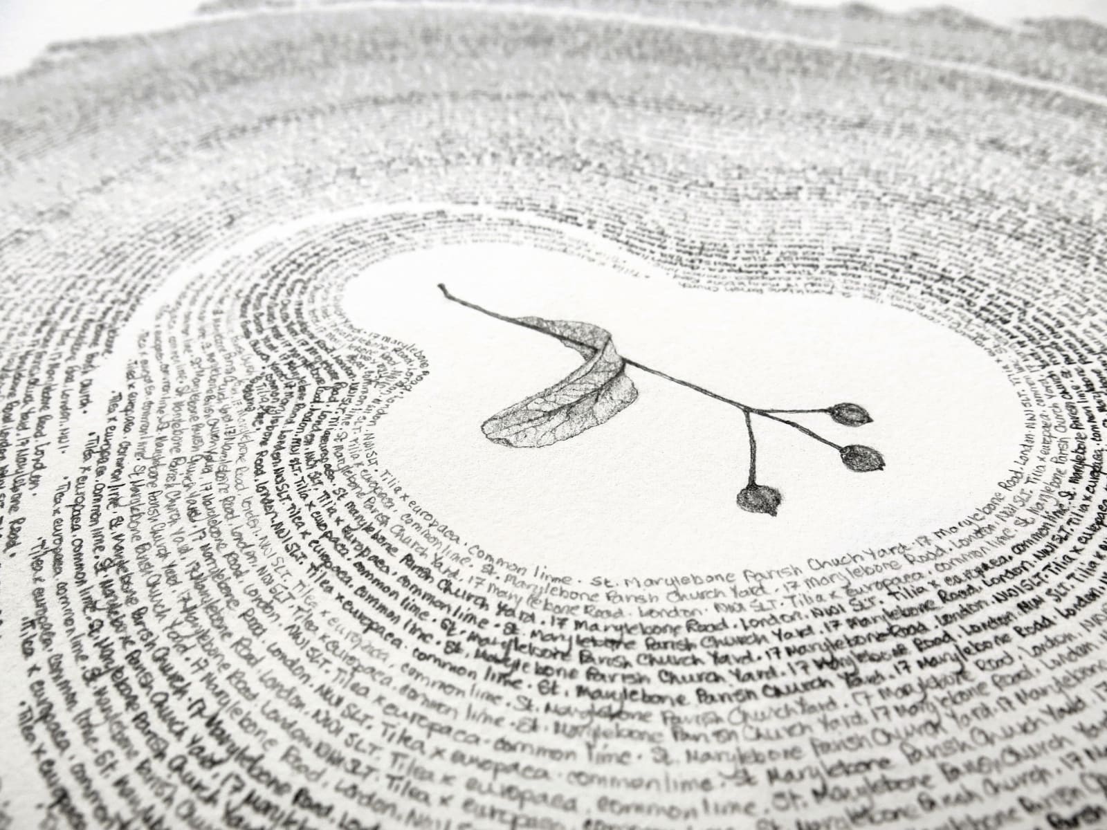 Patricia Swannell, Tree Ring Series