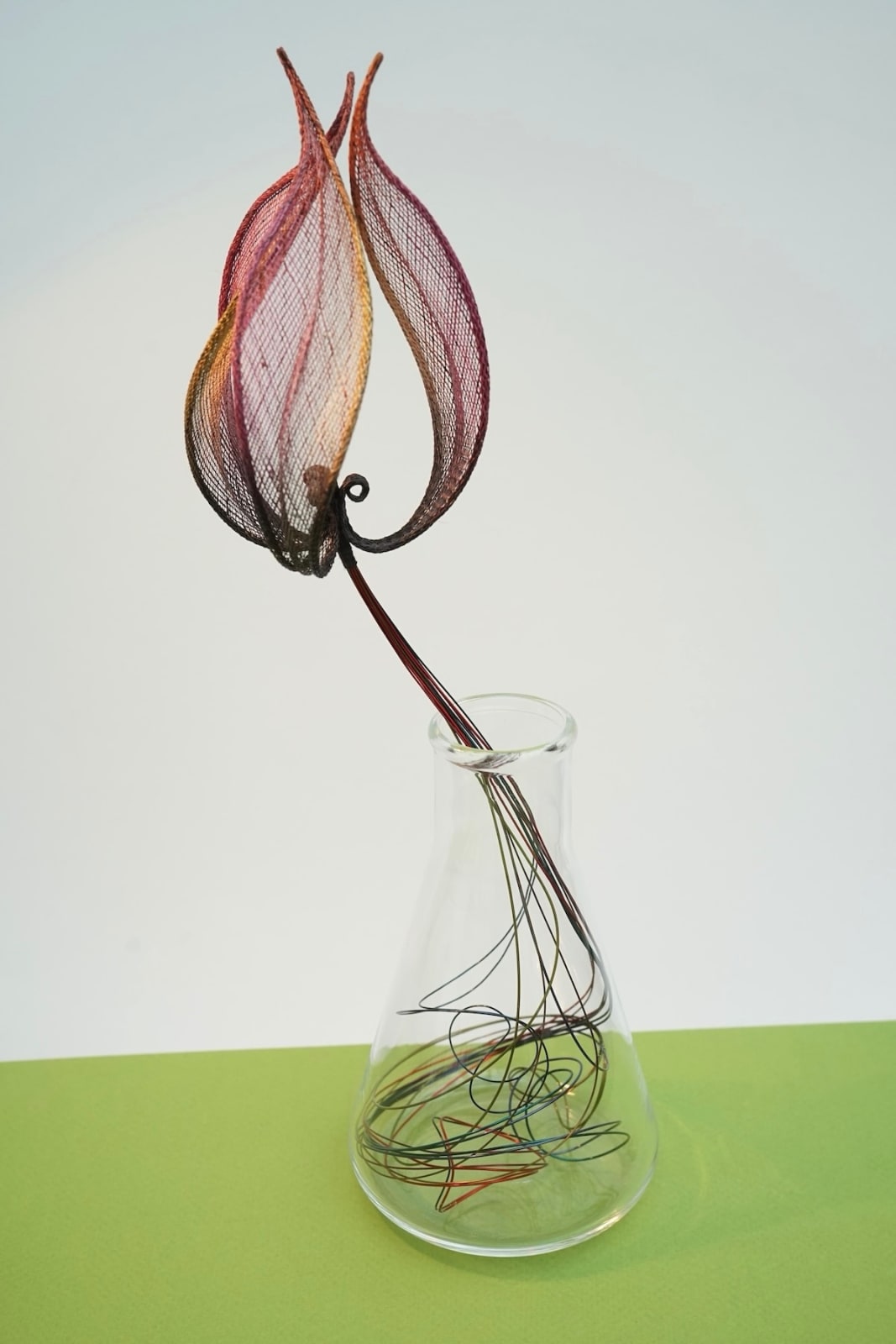 Bridget Bailey, Tulip