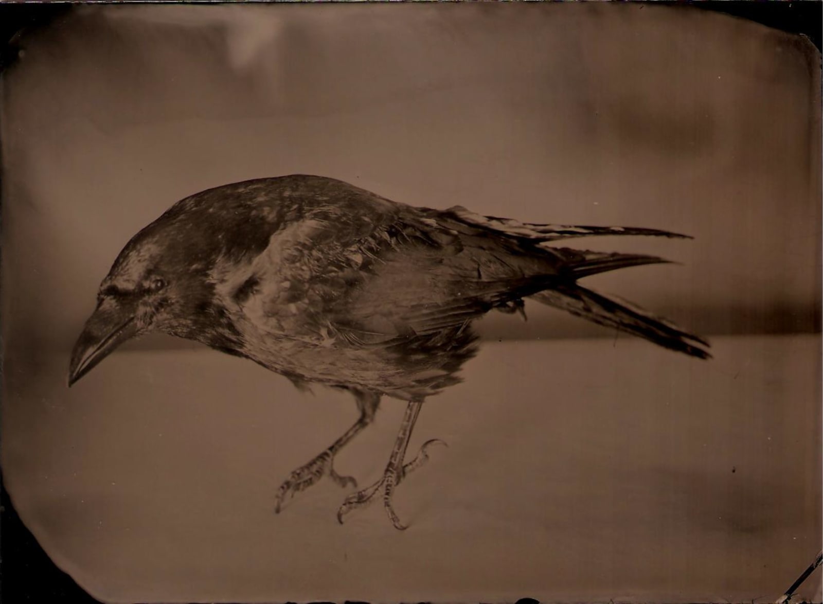 Jasmine Togo-Brisby, Ruffled Feathers, 2017