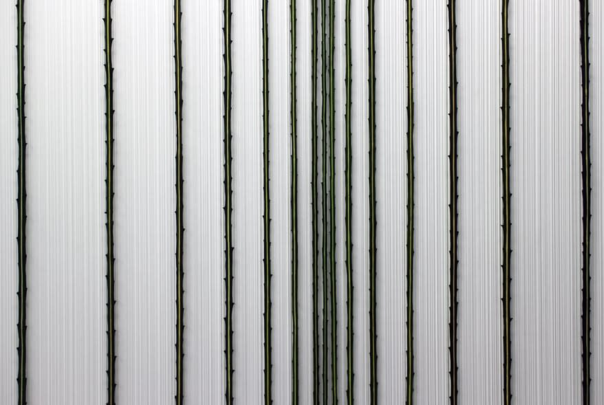 Elizabeth Thomson, Hi Fi, 2006