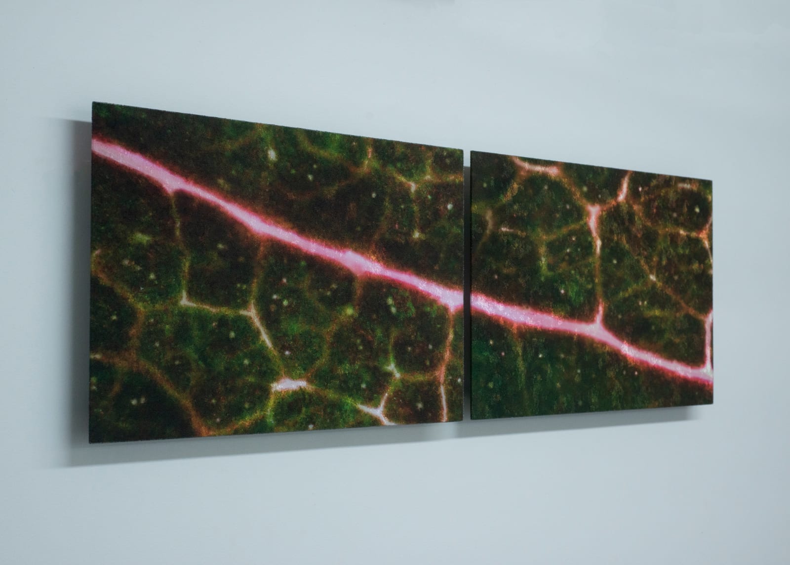 Elizabeth Thomson, My Titirangi Years – Fluorescence at Fairy Falls (diptych), 2018