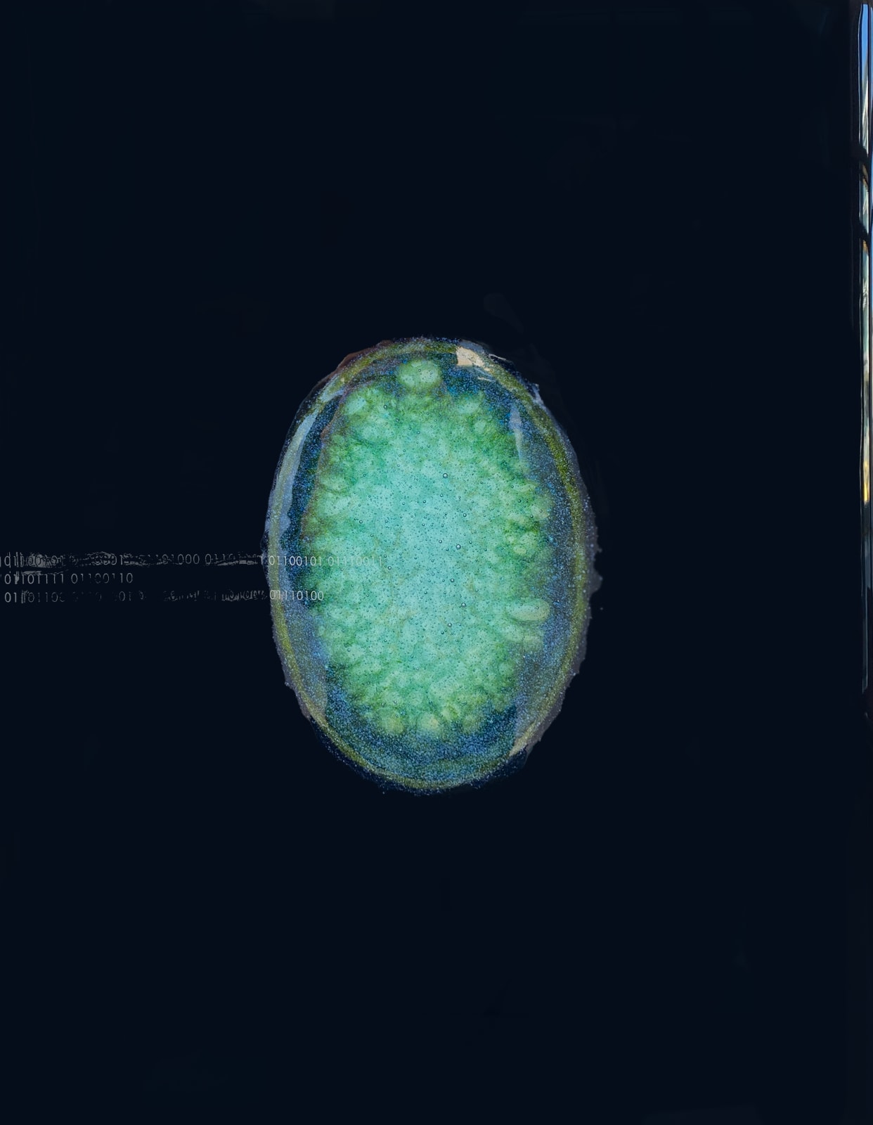 Te Rongo Kirkwood, Echoes of Light, 2025