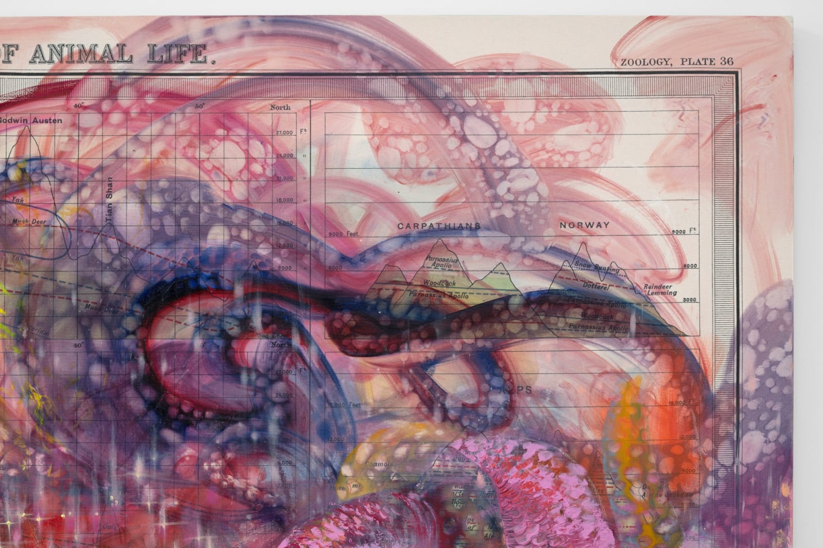 FIRELEI BÁEZ, Untitled (Plate 36. Vertical and Latitudinal Distribution of Animal Life), 2022