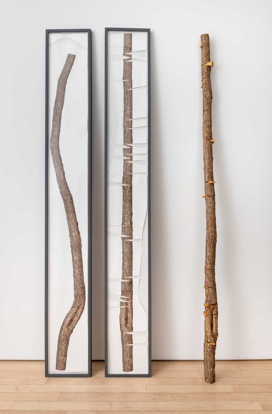 Allan Wexler, Reframing Nature, 2015