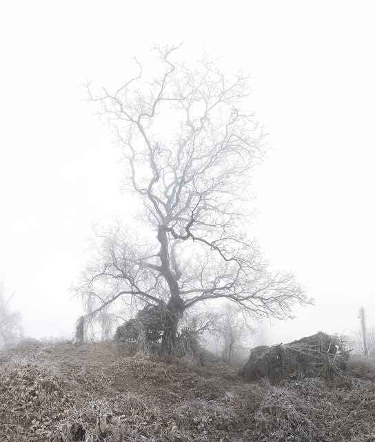 Soonhak Kwon, Before a day overwhelms a tree I , 2021