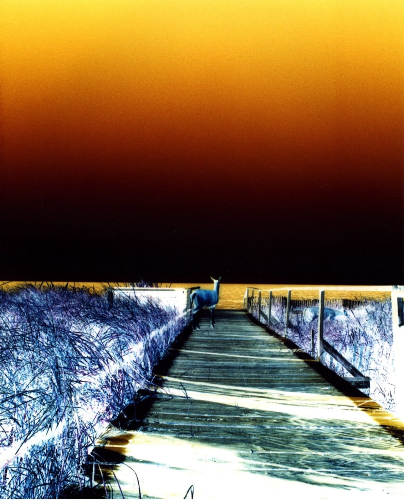 Lola Flash, Deer 2, Fire Island (Cross-Colour Series), 1994