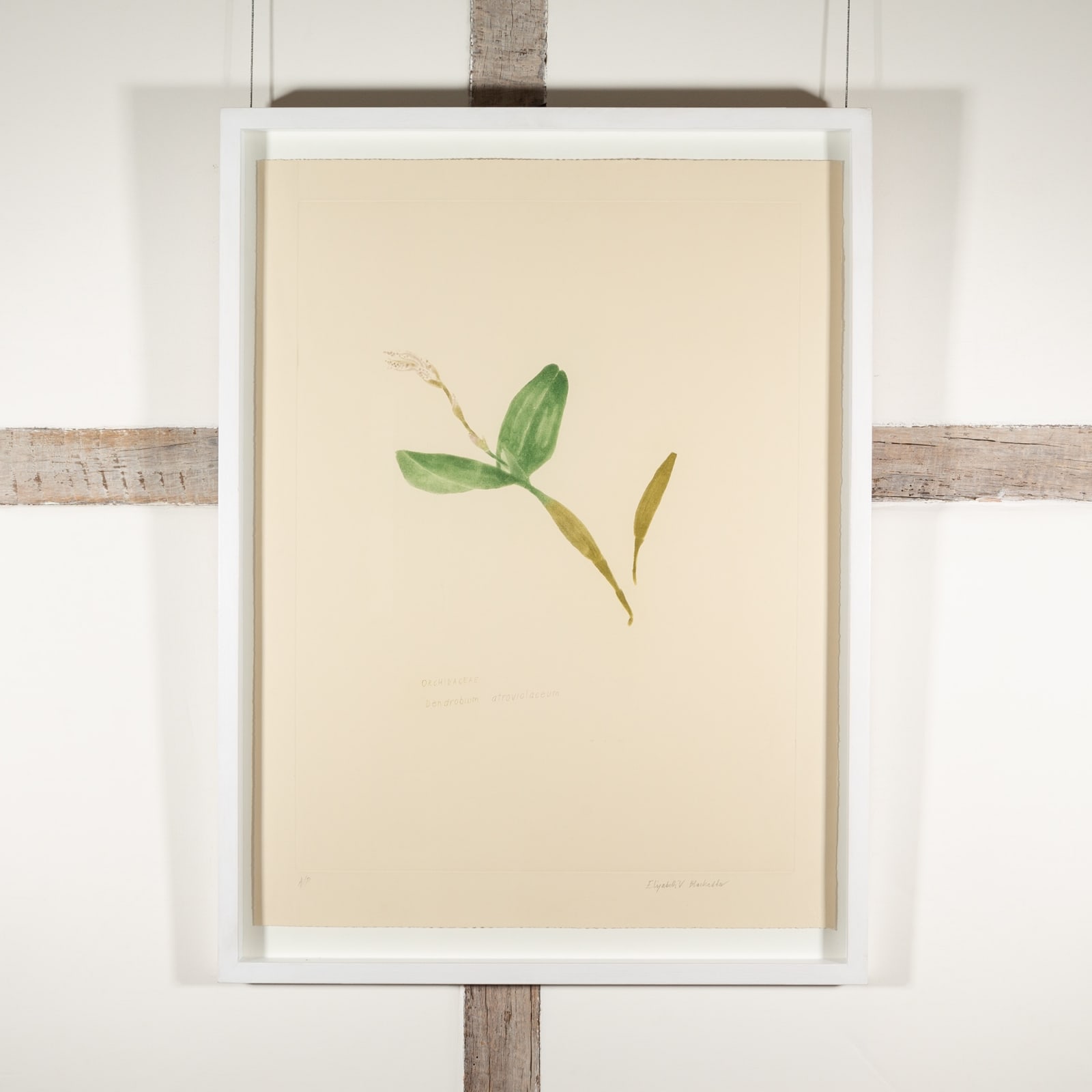 Elizabeth Blackadder, Single Orchid