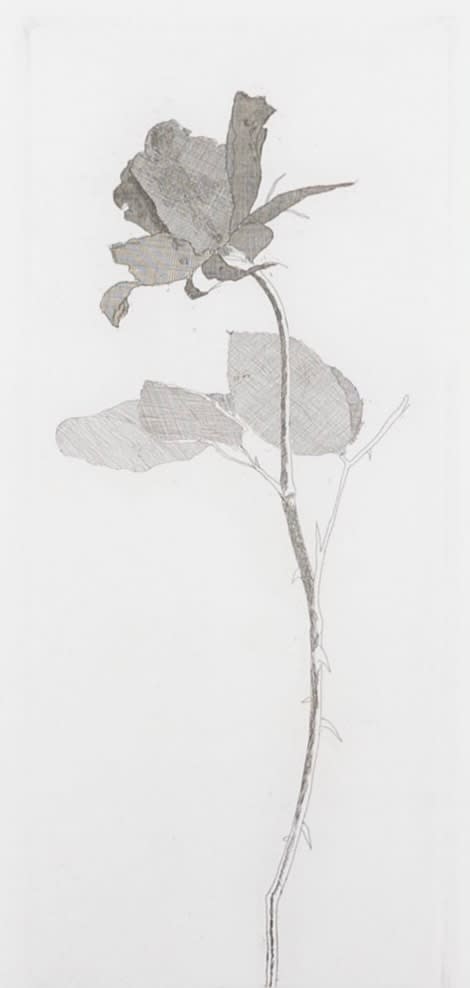 David Hockney, The Rose and the Rose Stalk, 1969-70