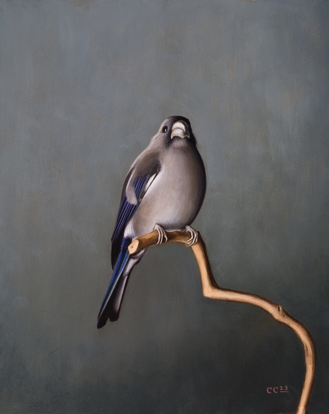 Christopher Clamp, BROWN GOLDFINCH, 2023