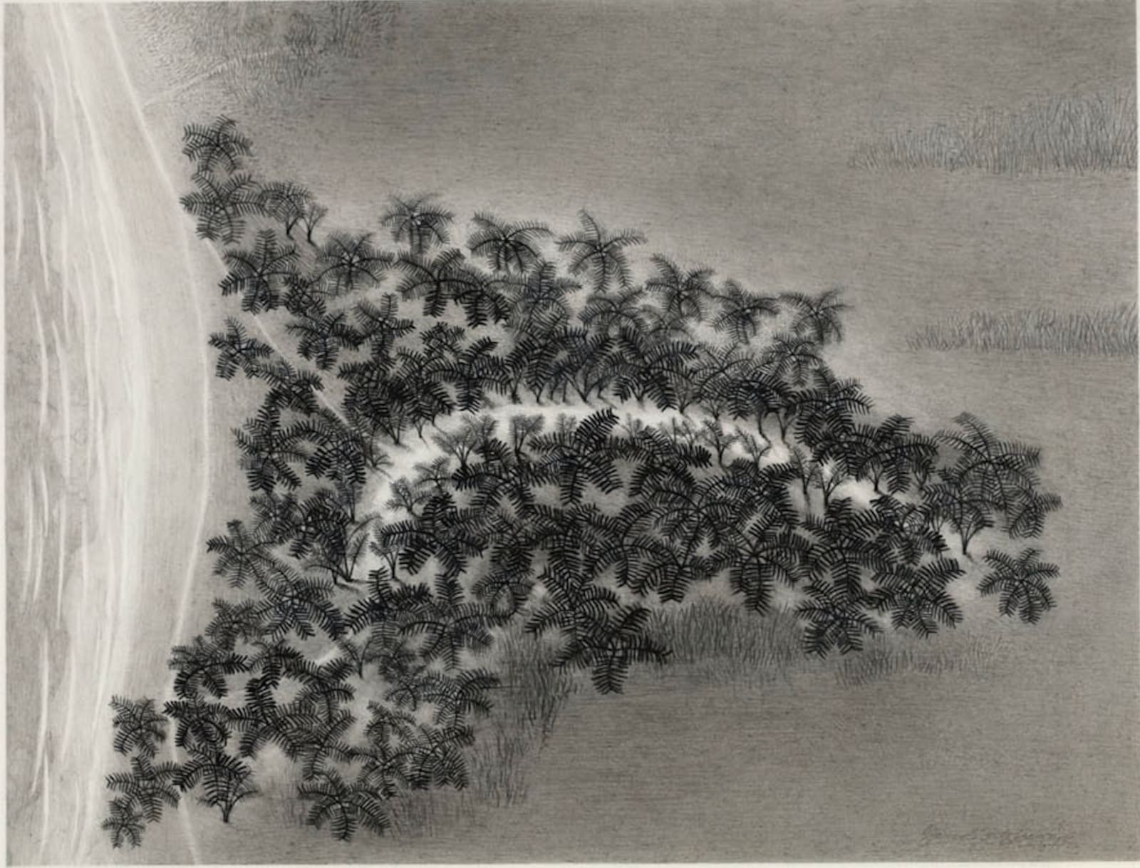 Jared FitzGerald, Drawing Collection; Costal Palms, 1977
