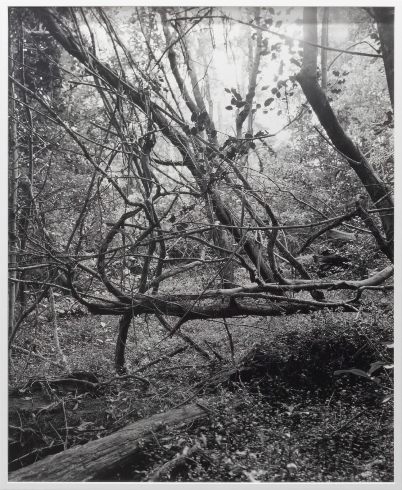 Harry Culy Jhana Millers Gallery