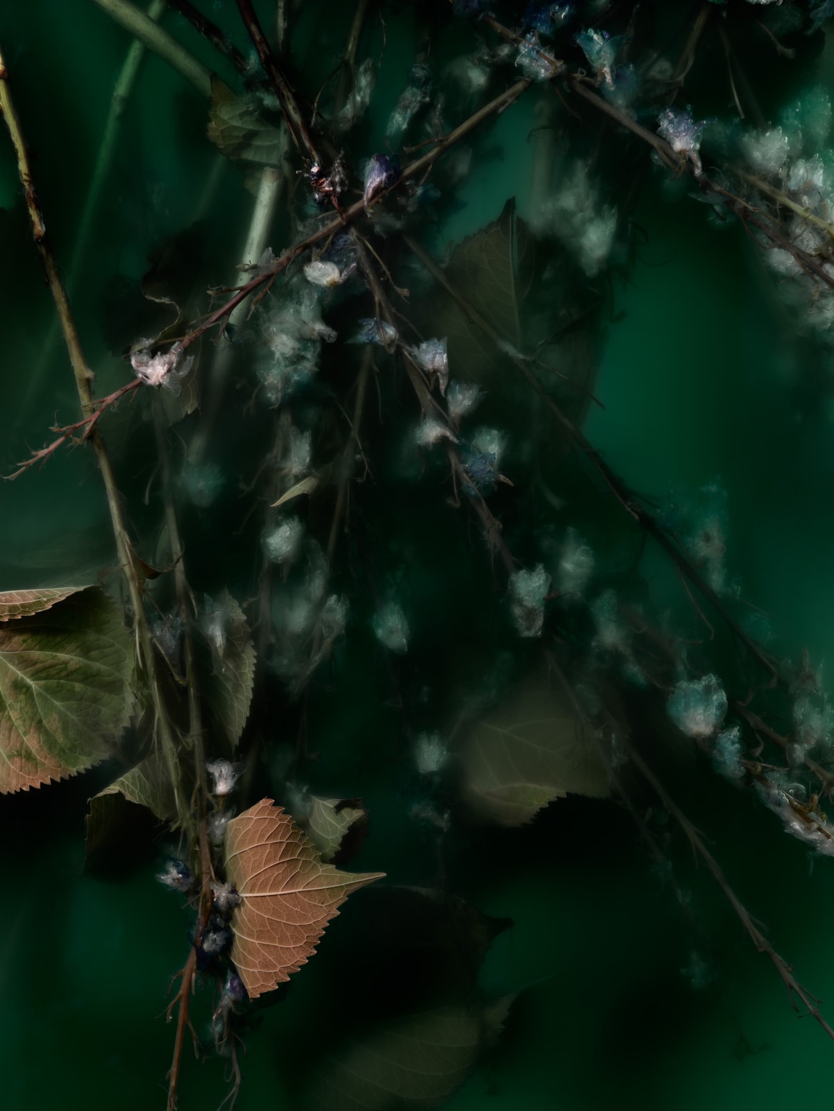 Ann Shelton, Loss paving the way for her new enclosure (Larkspur, Lark’s Claw, Lark’s Heels, Lark’s Toes, Knight’s Spur, Delphinium, Dolphin Flowers)., 2022 ongoing