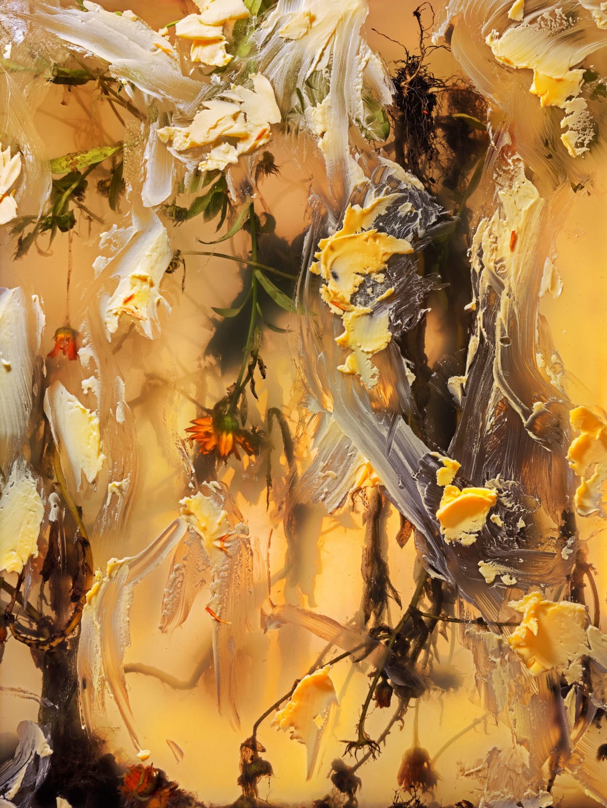 Ann Shelton Jhana Millers Gallery