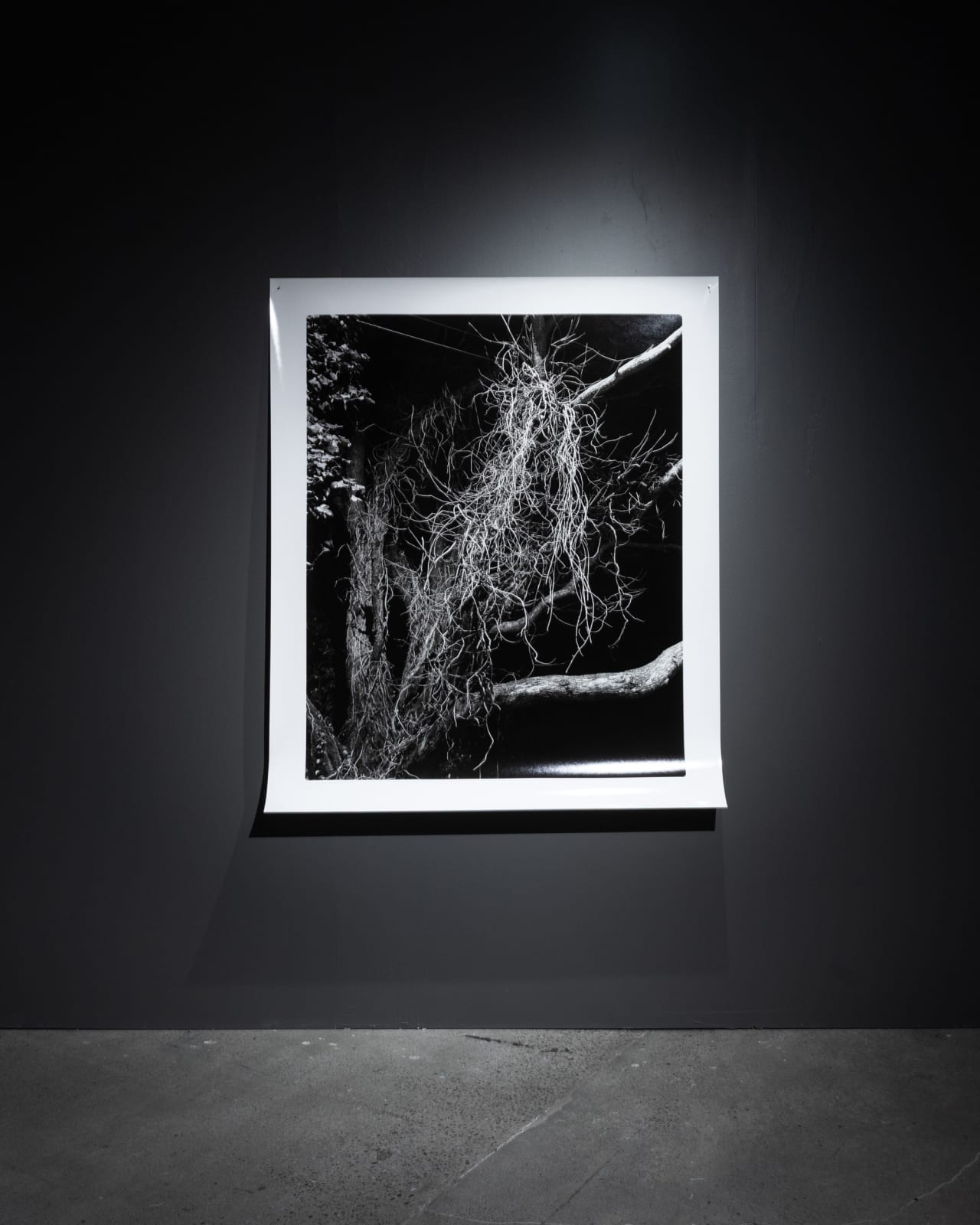 Harry Culy Jhana Millers Gallery