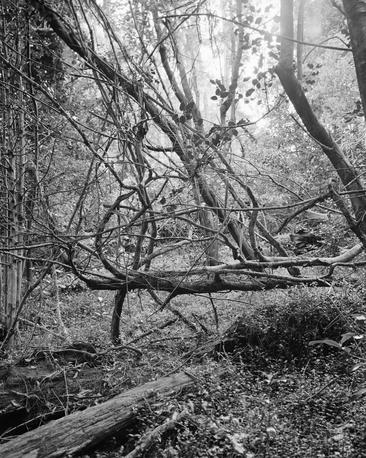 Harry Culy Jhana Millers Gallery