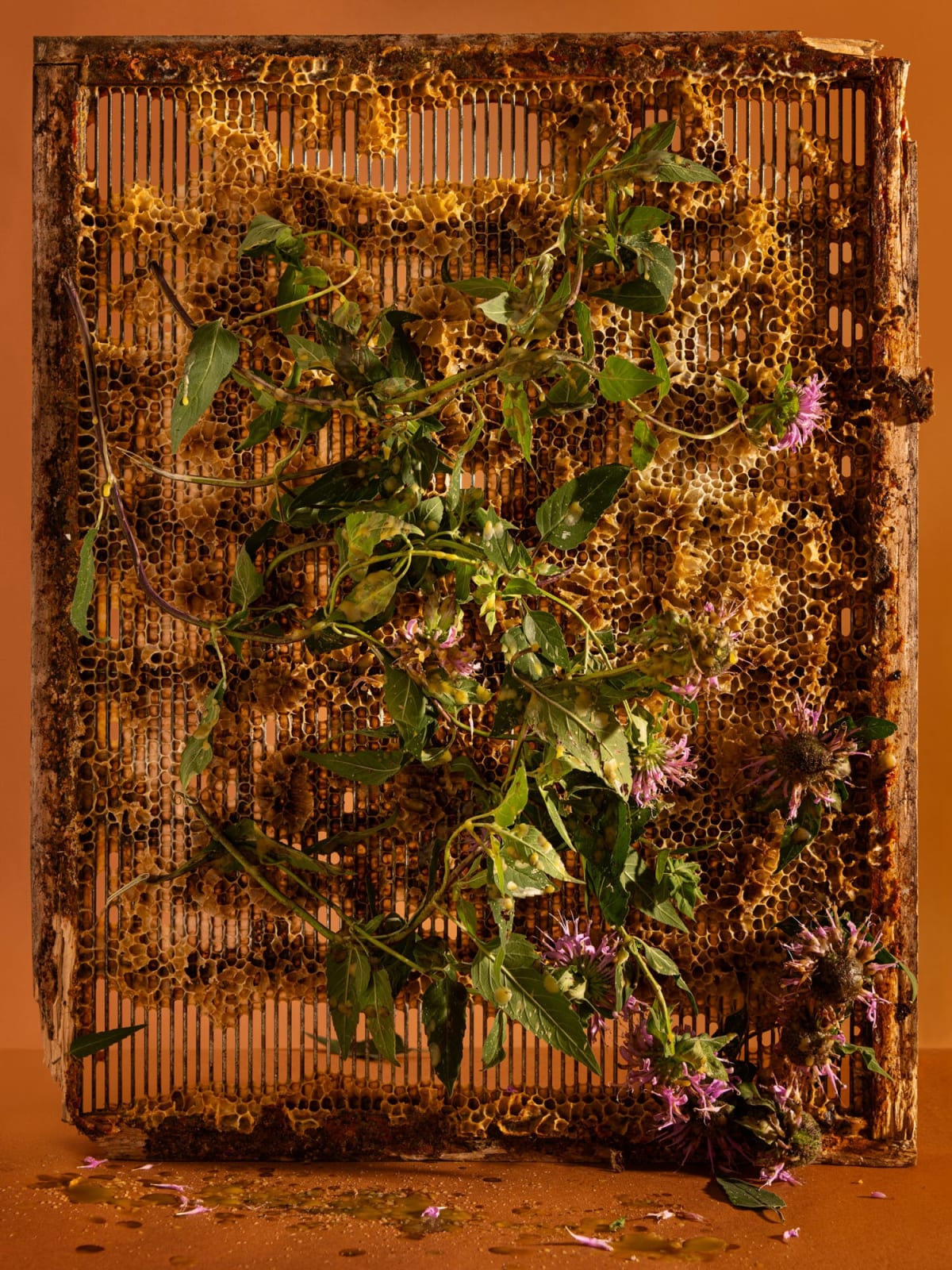 Ann Shelton Jhana Millers Gallery