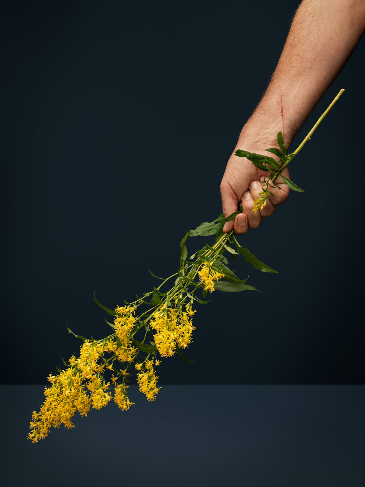 Ann Shelton, She consolidates wounds (goldenrod, solidago, wound weed, heathen woundwort, unsegenkraut, verge d’or, goldruthe, woundwort, Aaron’s rod, wunderkraut), 2022 ongoing