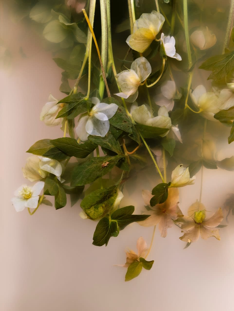 Ann Shelton, Food of injury and madness (hellebore, christe herbe, christmas rose, melampode, melampodium, black hellebore, lenten Rose), 2022 ongoing